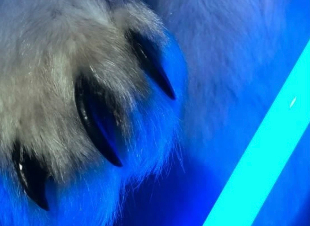 Motiv der Ausstellung Eisbär mit Farbe, kuratiert von Dr. Christoph Dahlhausen